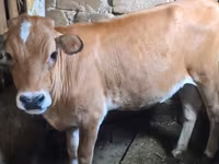 Cow, Simmental cattle — photo 2