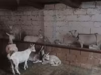 Goat, Goats — photo 4