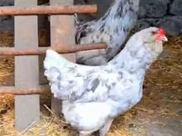 Chickens — Foto 5