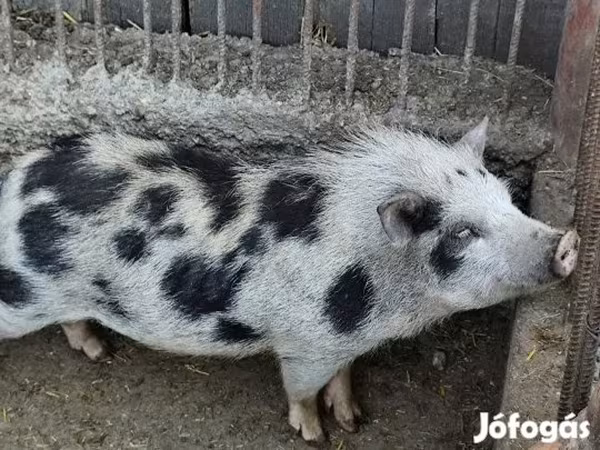 Kanec, Вьетнамская вислобрюхая