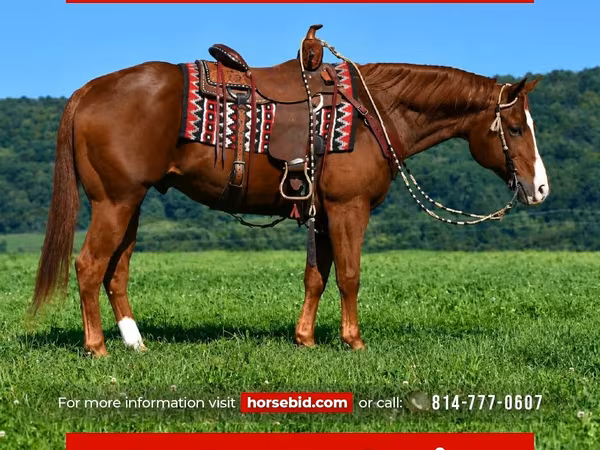 At, Quarter Horse