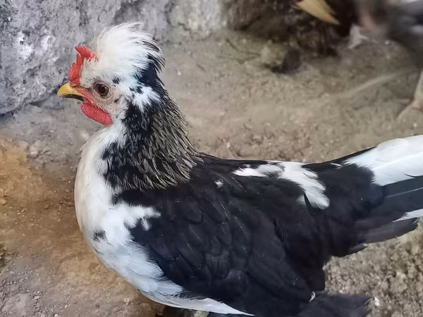 Japanese Bantam