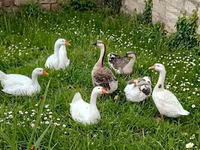 Geese — photo 2