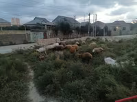 Ovejas (lote, sexo no especificado), Ovejas — foto 3