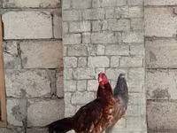 Chickens — photo 2