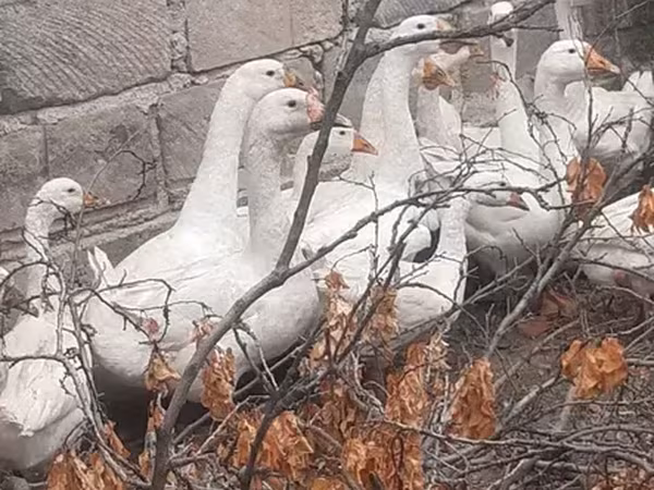 Линдовская