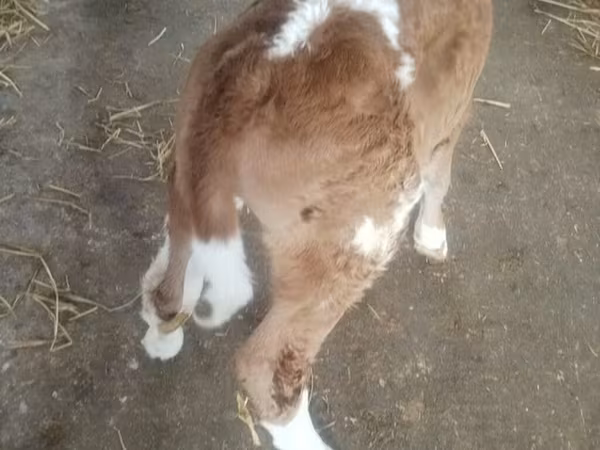 Buğa, Simmental cattle — Azərbaycan
