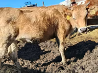 Krowa, Rasa jerseyjska — zdjęcie 2