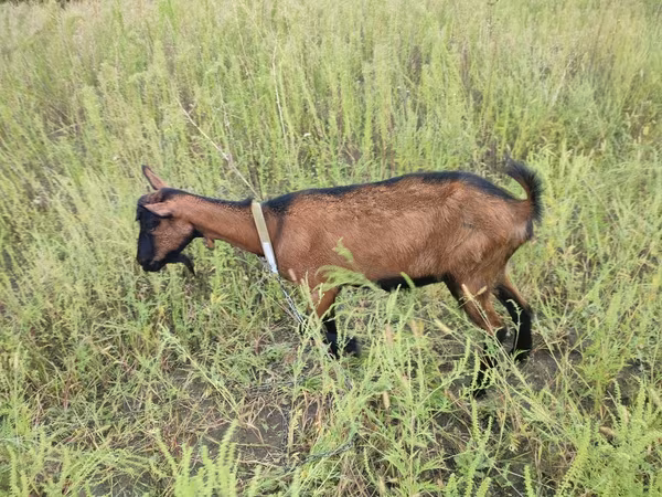 Goat, Alpine goat