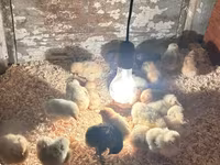 Chickens — photo 2