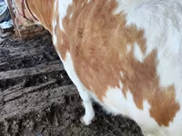 Buqa, Simmental cattle — 5-rasm