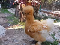Chickens — फ़ोटो 8