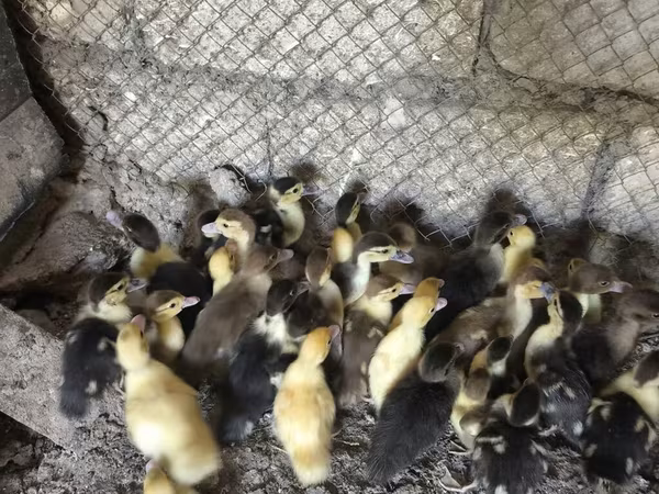 Ducks