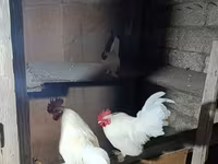 Chickens — foto 3