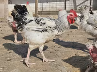Chickens — foto 1
