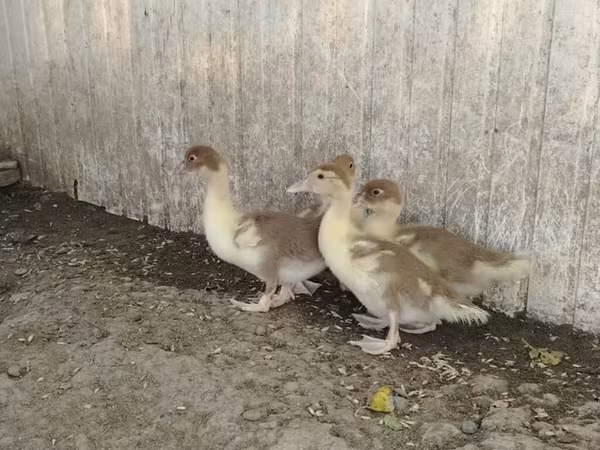 Ducks