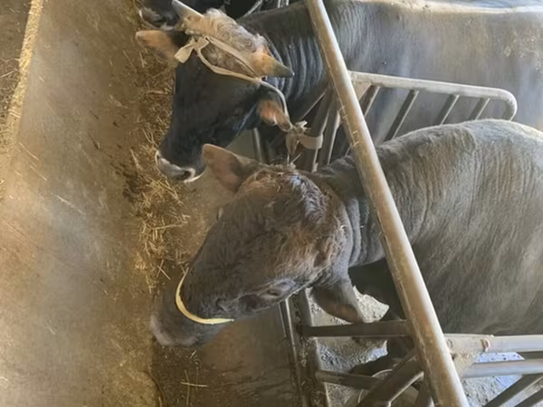 Buğa, Swiss cattle
