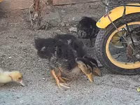 Ducks — photo 3