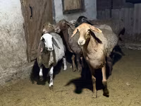 Qoʻy, Arashan sheep — 7-rasm