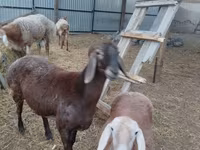 Qoyun, Arashan sheep — foto 1