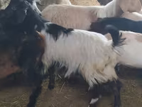 Goat, Goats — photo 2