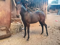 Horse (M), French Trotter — photo 2