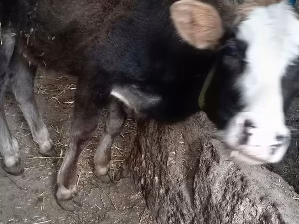 公牛, Cattle