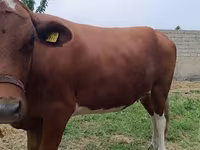 Cow, Simmental cattle — photo 4