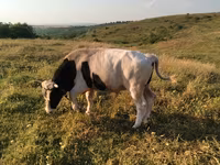Byk, Russian Black pied cattle — zdjęcie 1