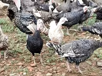 Turkeys — Foto 6