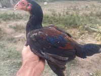 Chickens — 照片 3
