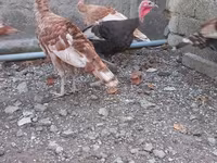 Burbon Qırmızı — foto 6
