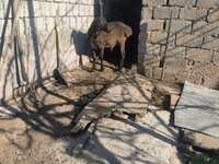 公羊, Sheep — 照片 3