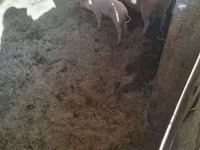 Kanec, Крупная белая — foto 3