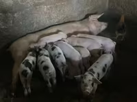 Eber, Schweine — Foto 4