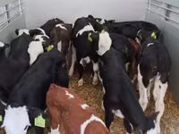 ثور, Simmental cattle — الصورة 2