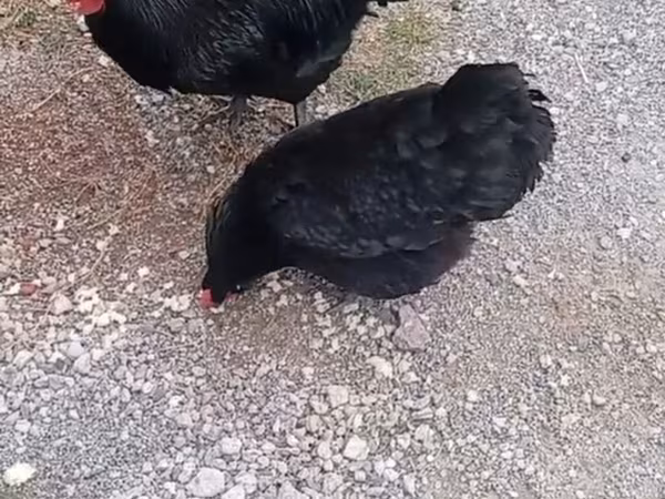 Chickens — Azərbaycan