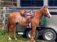 At, Quarter Horse — foto 8