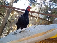 Chickens — photo 1