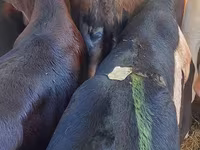 Cattle (batch, sex not specified), Simmental cattle — photo 4