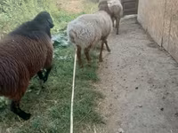 Qoç, Rhon sheep — foto 2