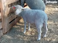 Baran, Merino sheep — zdjęcie 2