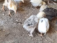 Chickens — photo 4