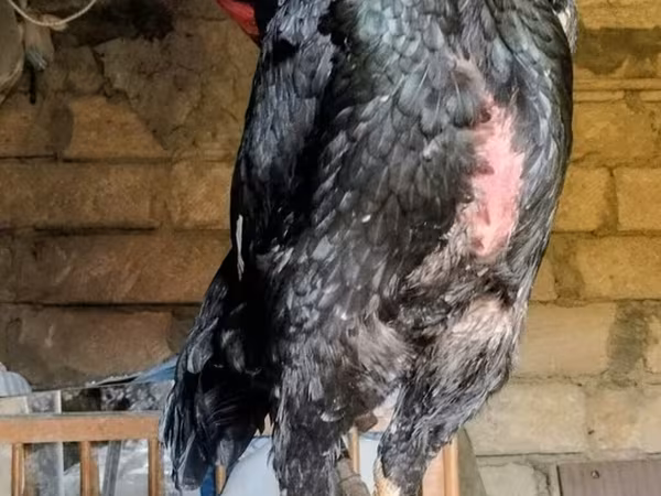 Shamo chickens — Azərbaycan