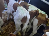 ثور, Simmental cattle — الصورة 3