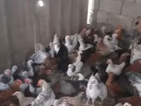 Chickens — الصورة 1