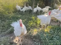 Turkeys — Foto 2