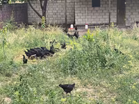 Australorp — foto 1