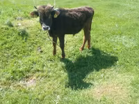 Bull, Cattle — photo 4