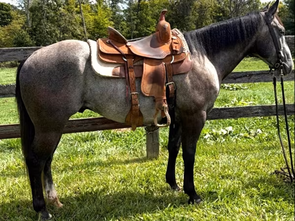 حصان, Quarter Horse